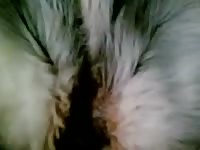 Dog Sex GayBeast Rip - Animal Sex Movie With Man