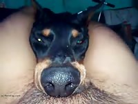 Dog Suck Man GayBeast - Bestiality Porn Movie With Men