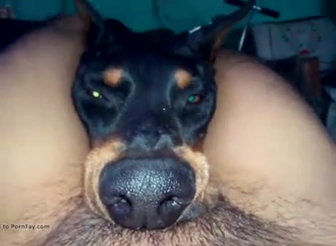 Dog Suck Penis