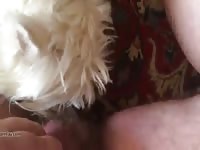 Dog Sucking My Cock On The Persian Rug GayBeast - Men Fucks Animal