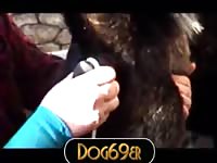 Dog Takes Dildo 1 GayBeast Rip - Dude Fucks Animal