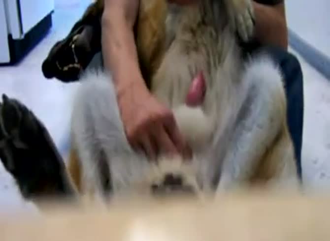 Dog Wank GayBeast Rip - Dude Fucks Pet