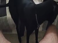 Doggie Licks Cum GayBeast - Dude Fucks Pet