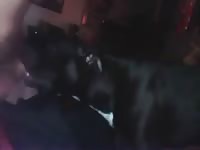 Doggy Deepthroat GayBeast Rip - Beastiality Porn With Man