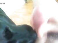 Doggy Lickjob GayBeast - Animal Porn Video With Men