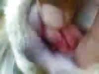 Doggy Style GayBeast.com - Man Fucks Animal