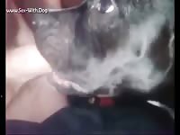 Dogs Giving Blowjobs- boy Fucks Pet - Extrem Sex and Taboo Porn.-> 