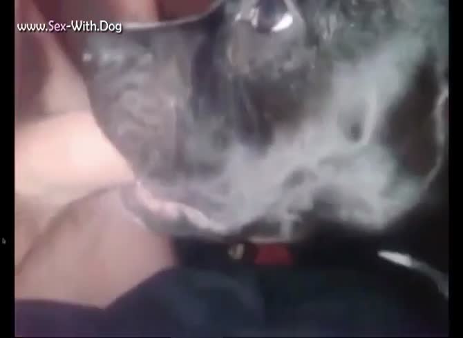 Dogs Giving Blowjobs- boy Fucks Pet - Extrem Sex and Taboo Porn.