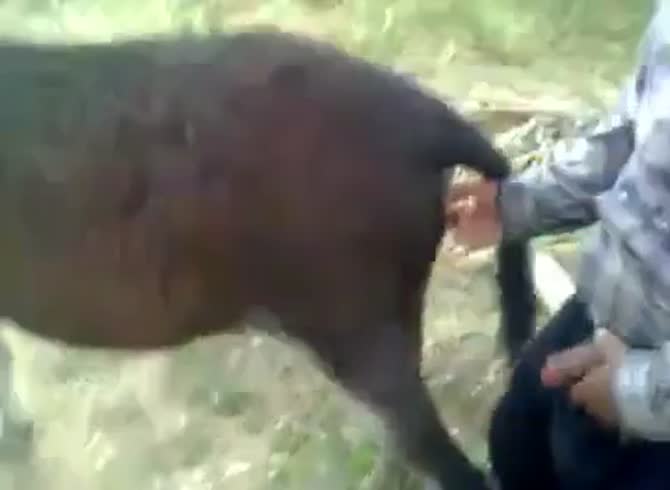Donkey 3 GayBeast - Bestiality Sex With Man - Extrem Sex and Taboo Porn.