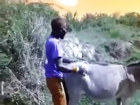 Donkey Burra 5 GayBeast - Animal Porn Video With Men
