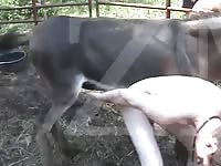 200px x 150px - Donkey 3 GayBeast - Bestiality Sex With Man - Extrem Sex and Taboo Porn.