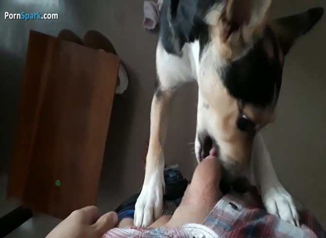 Eager Pooch Licks My Dick_1080p - Extrem Sex and Taboo Porn.