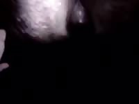 Eating Black Mare Pussy Gay Beast Com - Bestiality Sex Tube With Dude