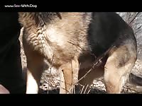 200px x 150px - German Shepherd licks my cock - Extrem Sex and Taboo Porn.