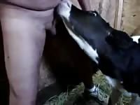 Feeding A Hungry Calf GayBeast - Bestiality Man