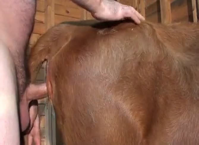 Female Heifer Gay Beast Com - boy Fucks Pet - Extrem Sex and Taboo Porn.