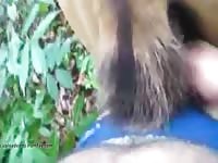 Filly Fuck 2 1 GayBeast Rip - Beastiality Porn With Boy
