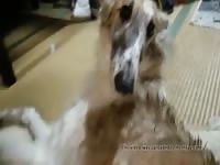 Fingering 3 4 GayBeast Rip - boy Fucks Pet