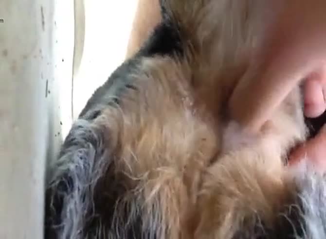 Fingering My Dogs Ass GayBeast.com - Beastiality Boy - Extrem Sex and Taboo  Porn.