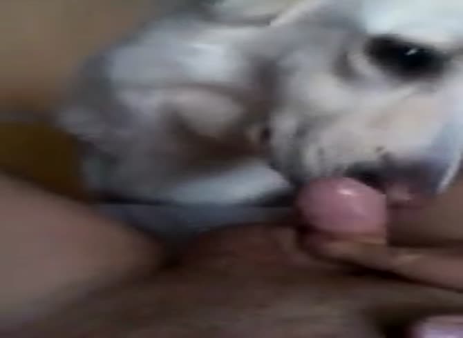 Xxx Dog Fast - First Time With A Dog 1 GayBeast.com - Animal Porn Movie With Man - Extrem  Sex and Taboo Porn.