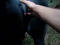 Fisting My Mare Gay Beast Com - Beastiality Sex Tube With Dude