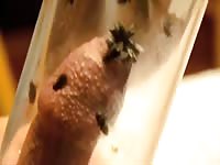 Flies On Dick GayBeast - Bestiality Porn Video With Man
