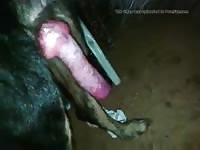 Follao Por Un Perro Pollon GayBeast Rip - Animal Porn Video With Dude