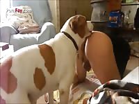 Friend S Dog