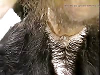 Fuck Bitch 6 Gay Beast Com - Zoophilia Porn Video With Man
