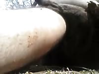 Fucking A Female Boxer GayBeast.com - Beastiality Boy
