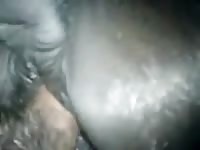 Fucking A Juicy Mare GayBeast Rip - Beastiality Porn Tube With Men