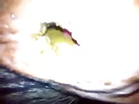 Fucking Bull GayBeast.com - Dude Fucks Pet