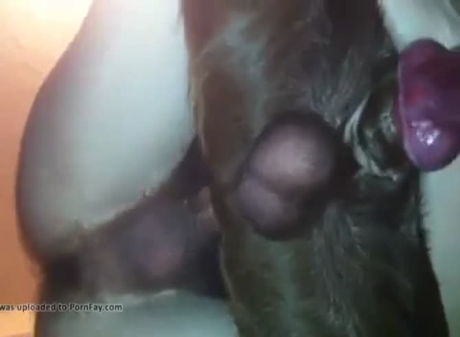 Fucking Dog 3 Gay Beast Com - Dude Fucks Pet - Extrem Sex and Taboo Porn.