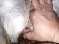 Fucking Female Gsd Gay Beast Com - Man Fucks Animal