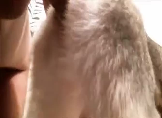 Animal Sex Female Dog Man Fucks Husky