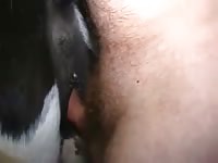 Fucking White And Black Mare GayBeast.com - Animal Sex Video With Boy