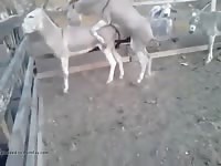 Gay Donkeys 1 GayBeast - Bestiality Boy