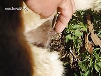 GayBeast.com Alpaca1 - Man Fucks Animal- Animal Man