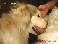 GayBeast Another Bj - boy Fucks Animal- Beastiality Porn With Man