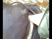 GayBeast Rip Cowfis Gay Zoo Porn Petlust Men Fuck Animals- Animal Porn Video With Dude