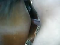 GayBeast Creampie Gay Zoo Porn Petlust Men Fuck Animals- Men Fucks Pet
