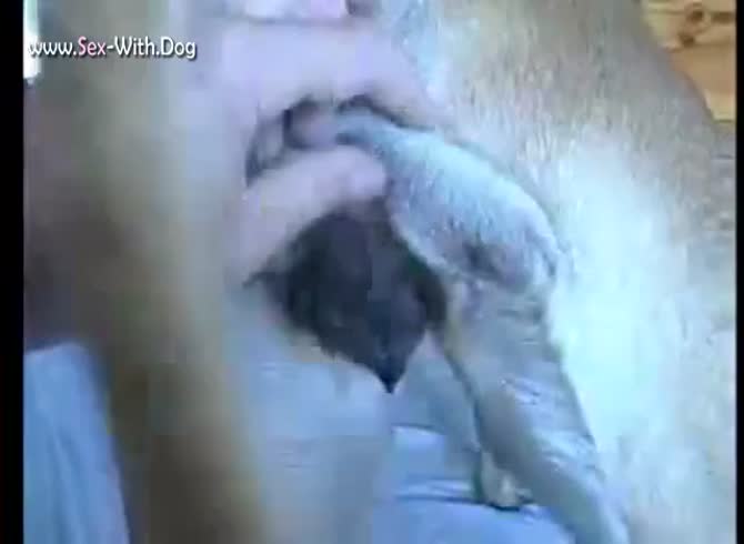 Porn video for tag : Great dane beastiality