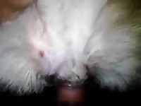 GayBeast Rip Enjoying A Beautiful Pussy 02 Gay Zoo Porn Petlust Men Fuck Animals- Zoophilia Sex With Man - Extrem Sex and Taboo Porn. 