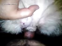 GayBeast.com Enjoying A Beautiful Pussy 02 - Zoophilia Sex With Men