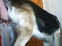 Gay Beast Com Fuck Doggg