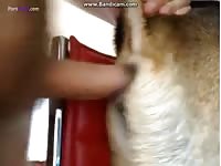GayBeast Rip Gsd Bitch Getting It Nice In Her Tight Pussy