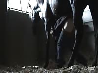 200px x 150px - Gay Horse Threesome GayBeast.com - Animal Sex Tube With Man ...