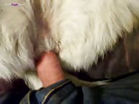 GayBeast Husky3