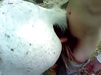 GayBeast.com Mare Fuck 22