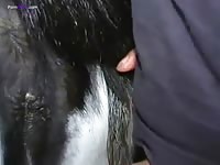 GayBeast Rip Mare Long Love
